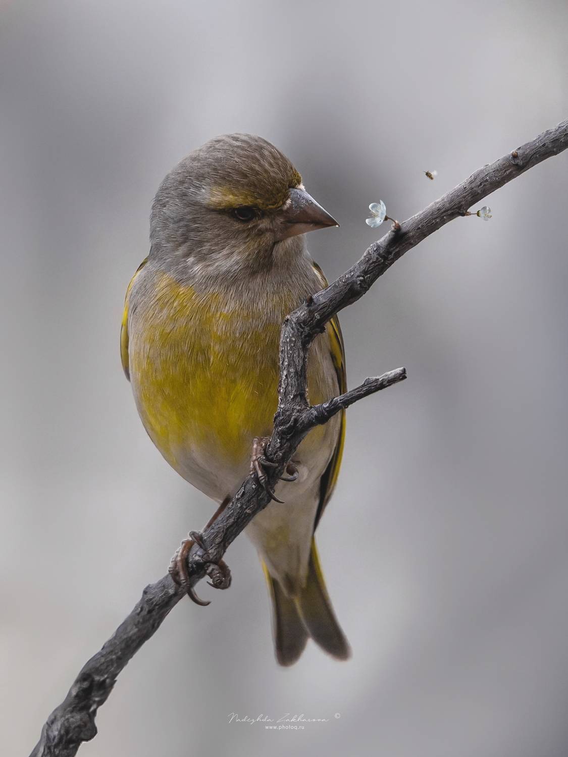 птицы, портреты птиц, эмоции, эти забавные животные, зеленушка, весна, Захарова Надежда