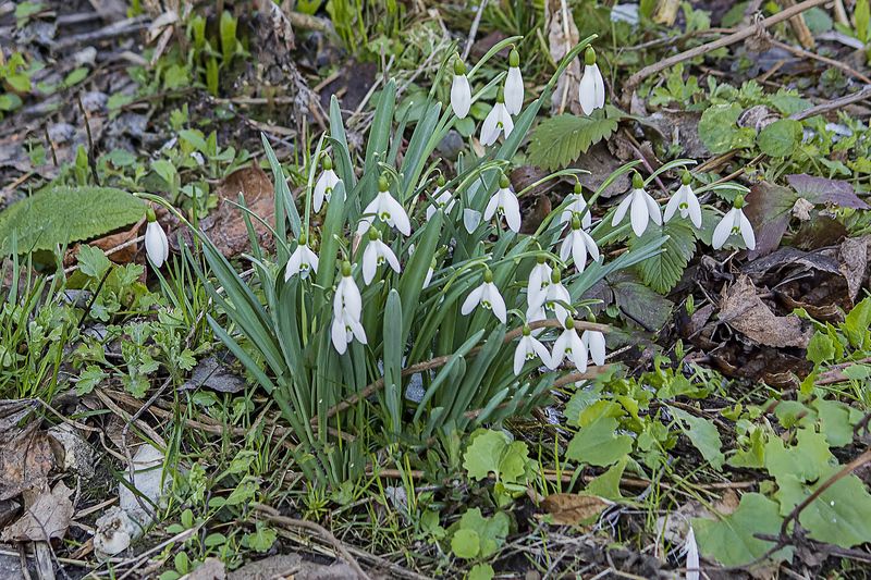 весна, цветы, первоцветы Весенние первоцветы фото превью