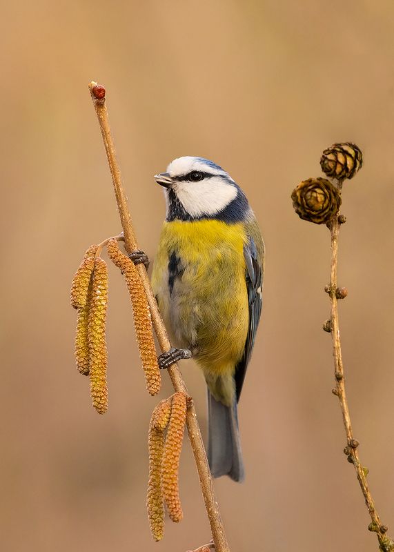 Titmouse фото превью