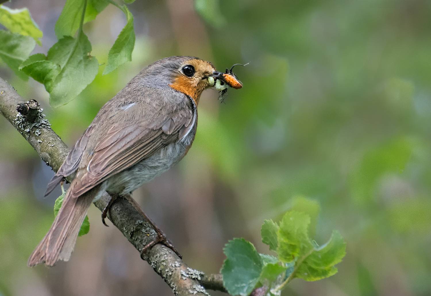 , Олег Тыркин