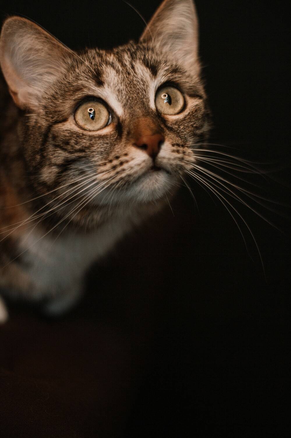 животные,кошка, Ажакина Ольга