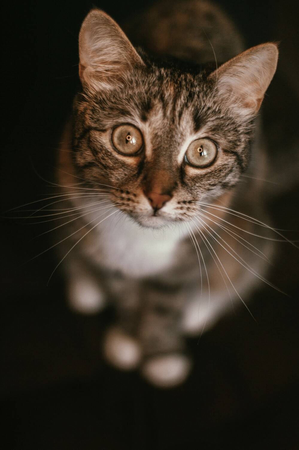 животные,кошка, Ажакина Ольга