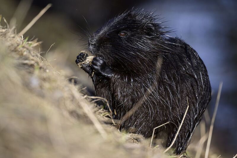 Нутрия ест корешки фото превью