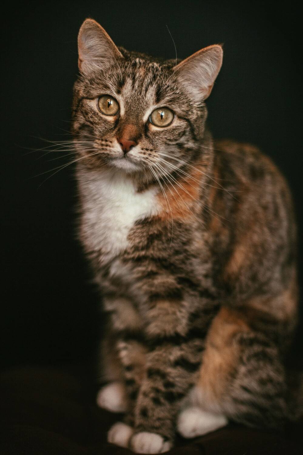 животные,кошка, Ажакина Ольга