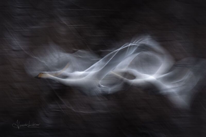 лебеди,алтай Вуали души... фото превью