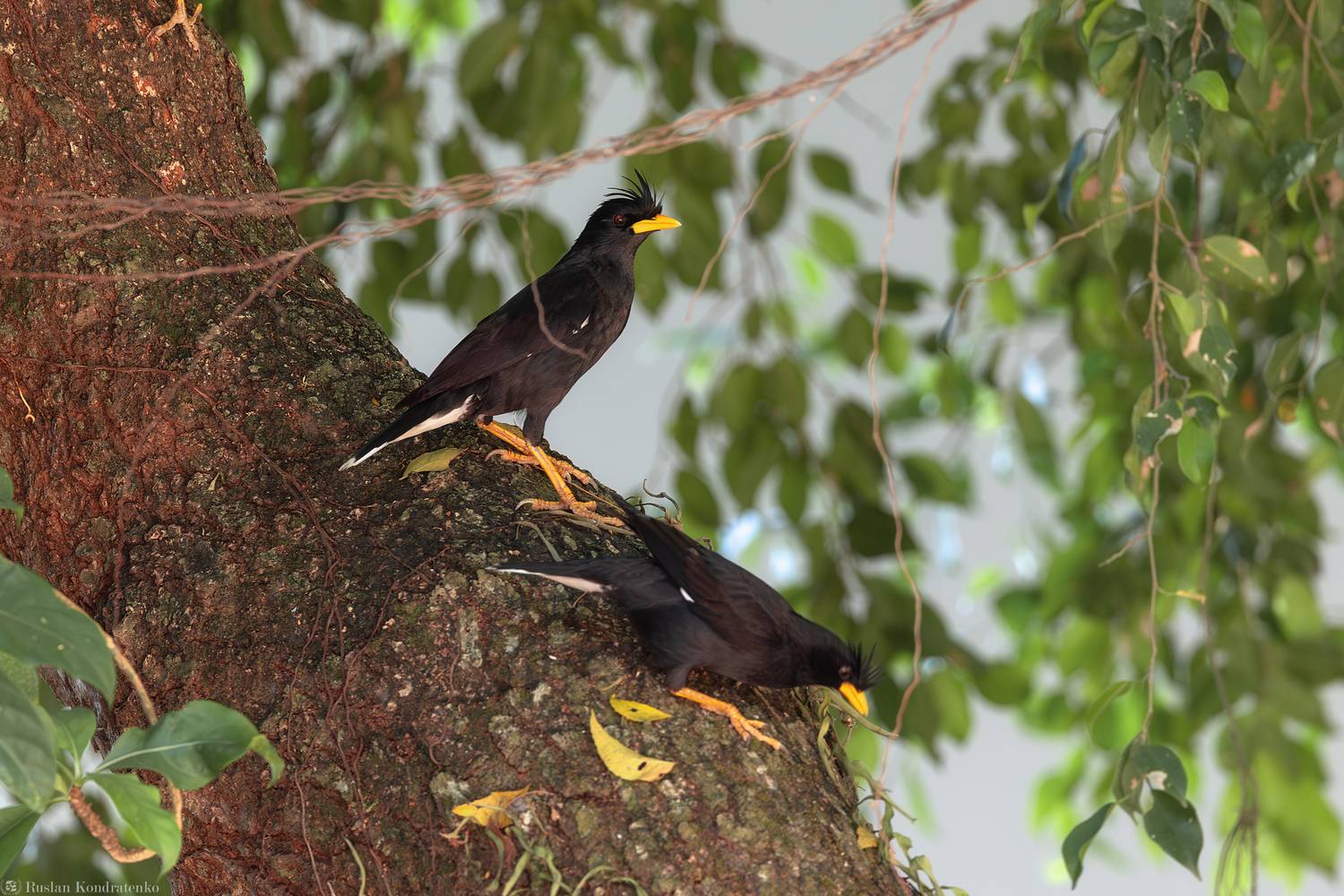 Большая майна, Кондратенко Руслан