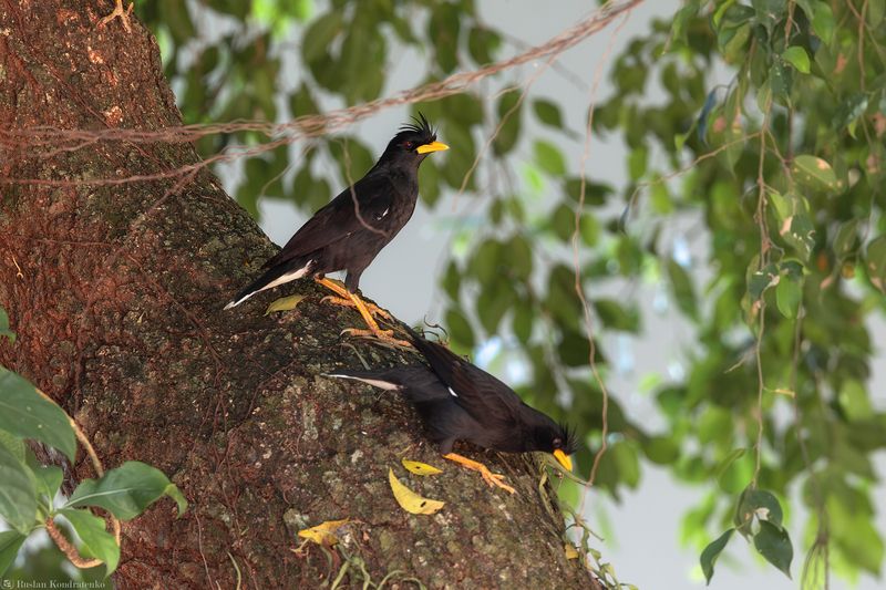 Большая майна Большая майна фото превью