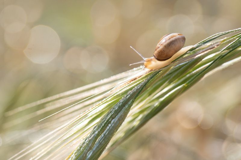 *Весна пришла... фото превью