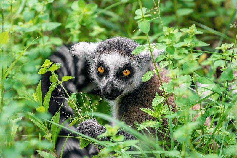 лемур; взгляд, кольцехвостый лемур; кошачий лемур; лемур катта; маки; animal; lemur; ring-tailed lemur; lemur catta; close-up Испытующий взгляд фото превью