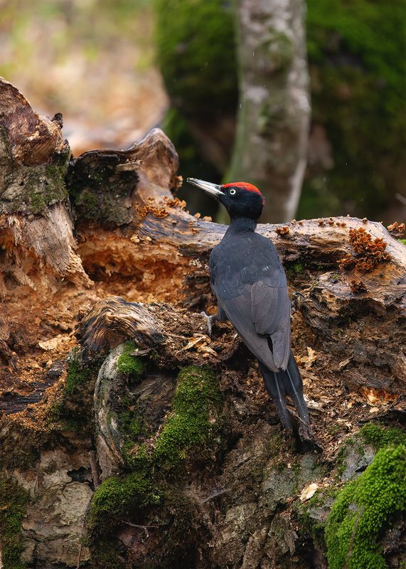 На рабочем месте фото превью