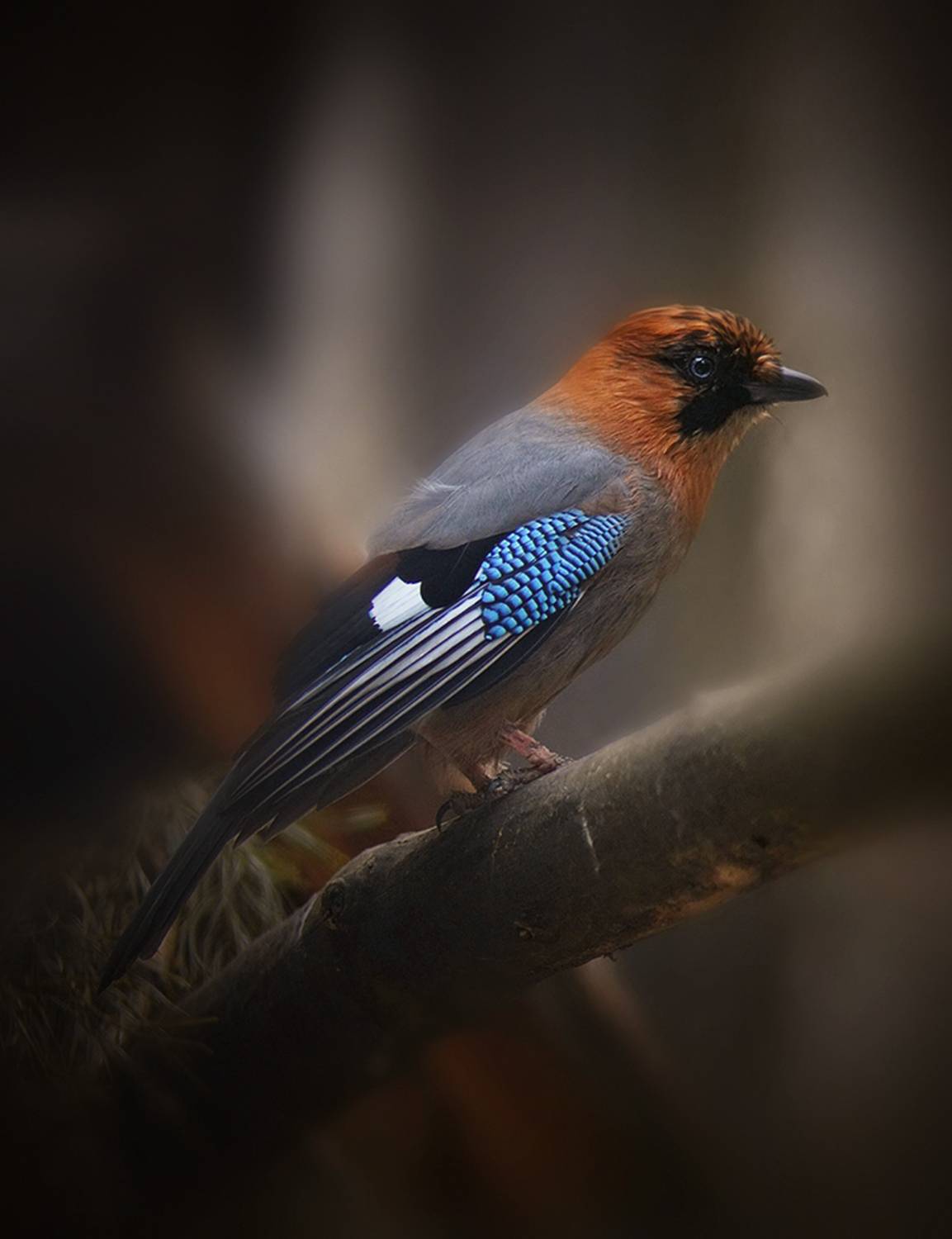 , Алексей Родак