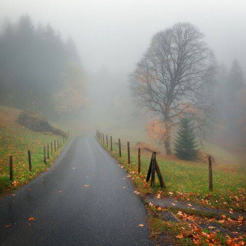 Road to the Fog