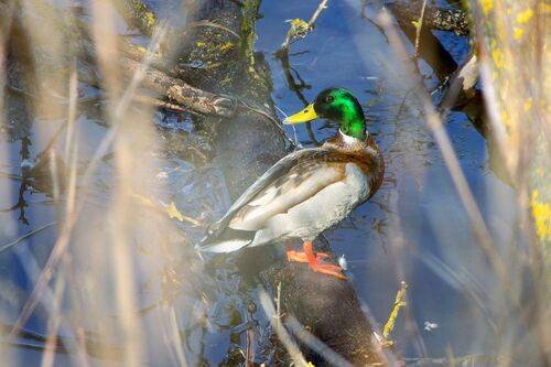 Ранне-весенняя кряква