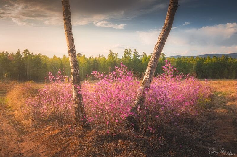 Рододендрон даурский фото превью