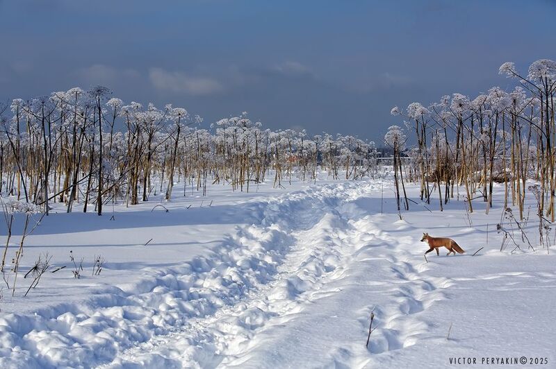 В зимнее утро... фото превью