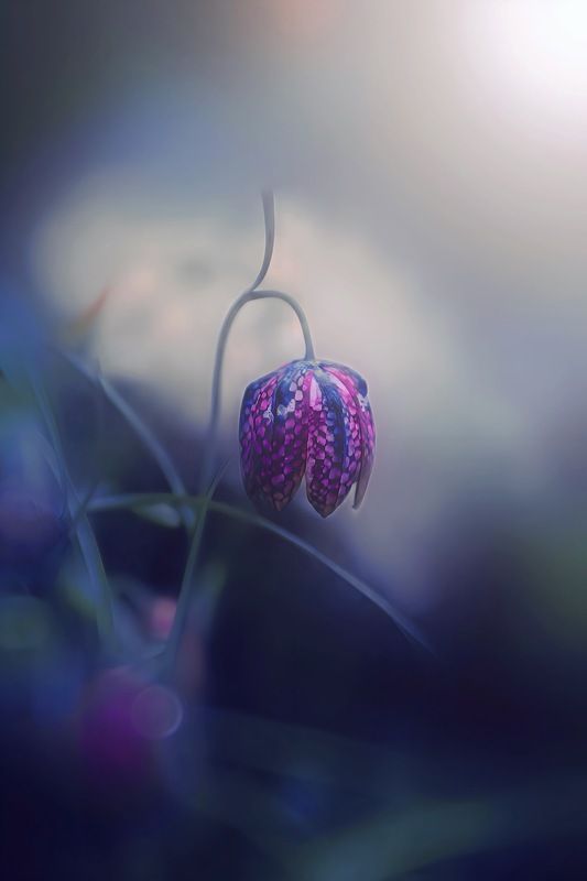 макро, macro, цветы, flower, весна, spring Рябчик шахматный фото превью