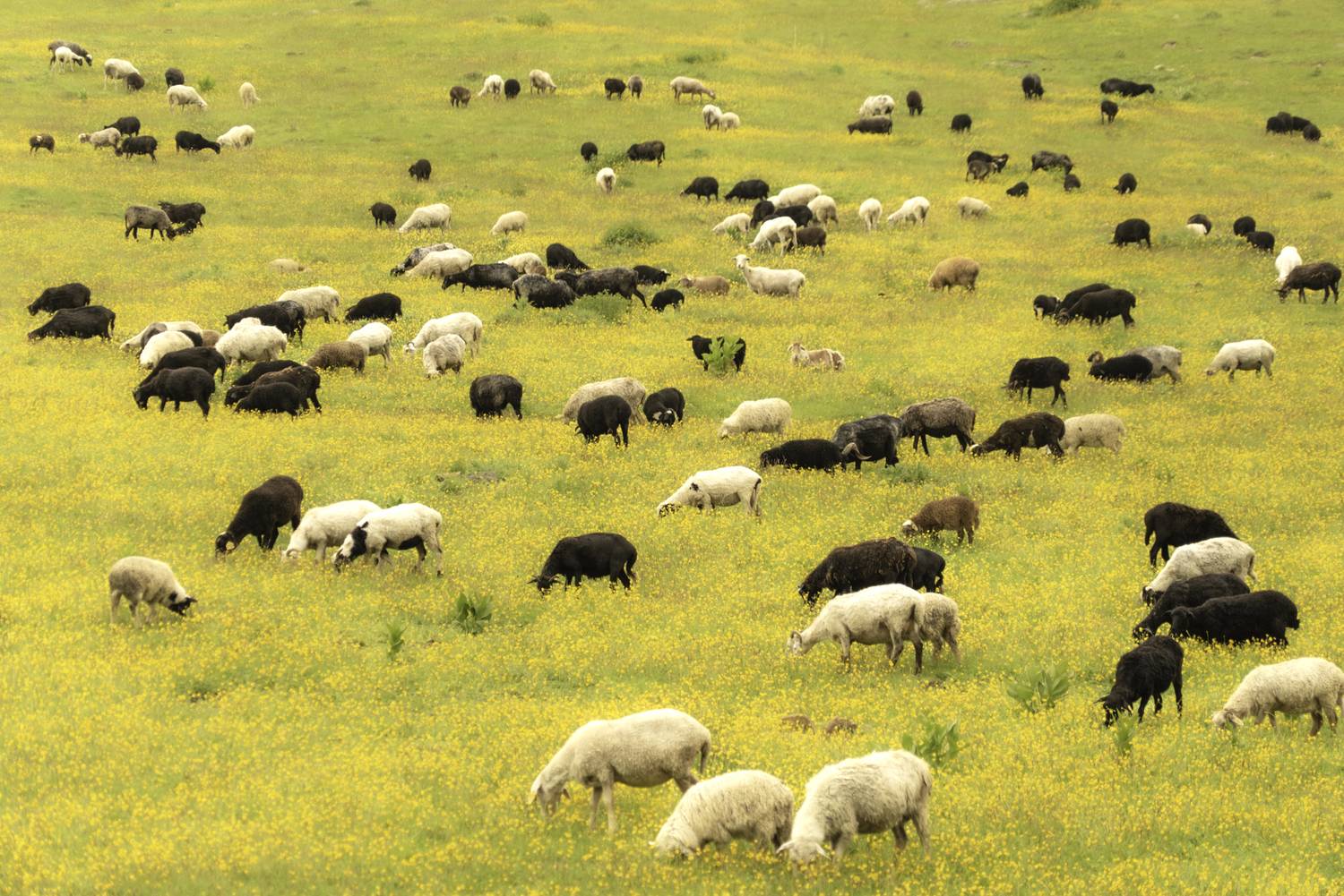 Россия, Кабардино-Балкария, национальный парк Приэльбрусье, урочище Джилы-Су, стадо барашек, Гаврилов Юрий
