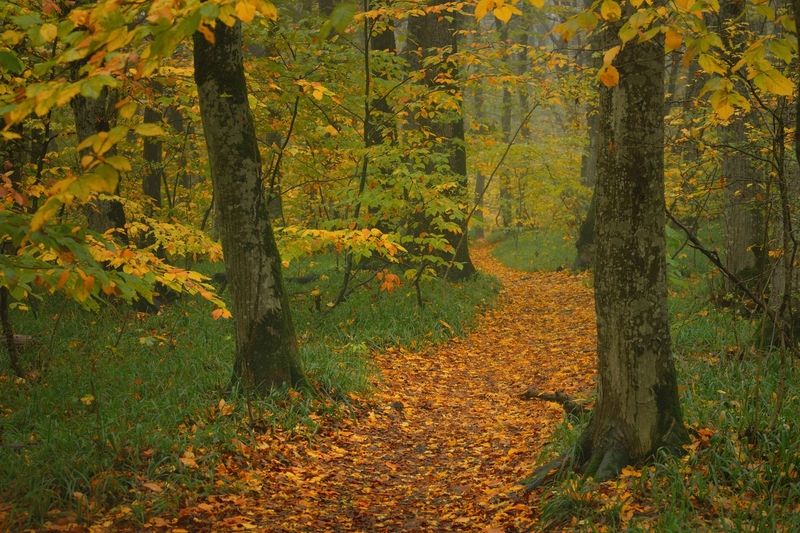 Осень фото превью