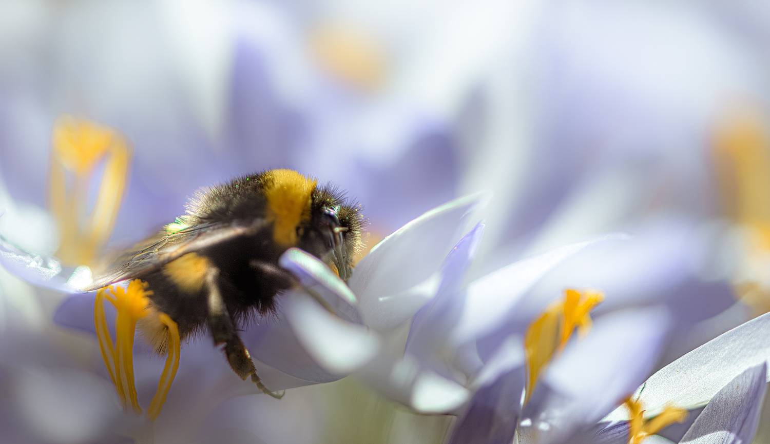 , Неля Рачкова