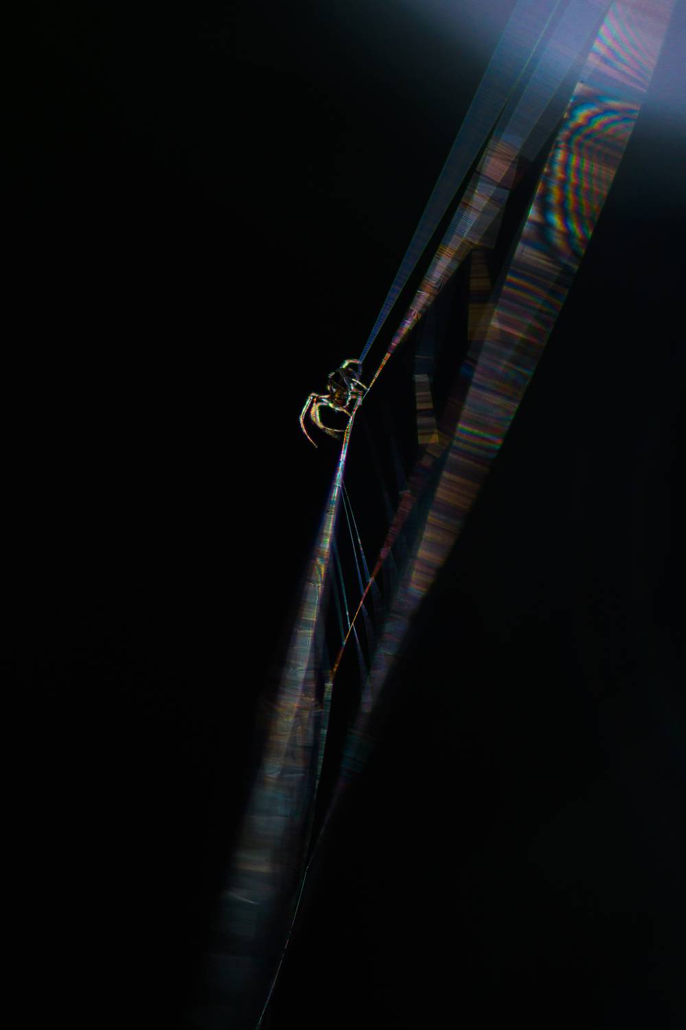 Паучок, дифракция, паутина, Соварцева Ксения