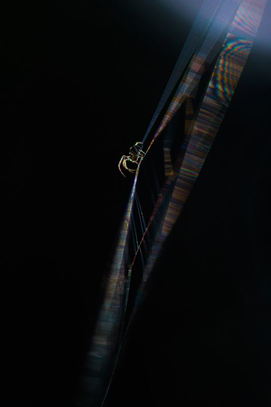 Паучок, дифракция, паутина Дифракция фото превью