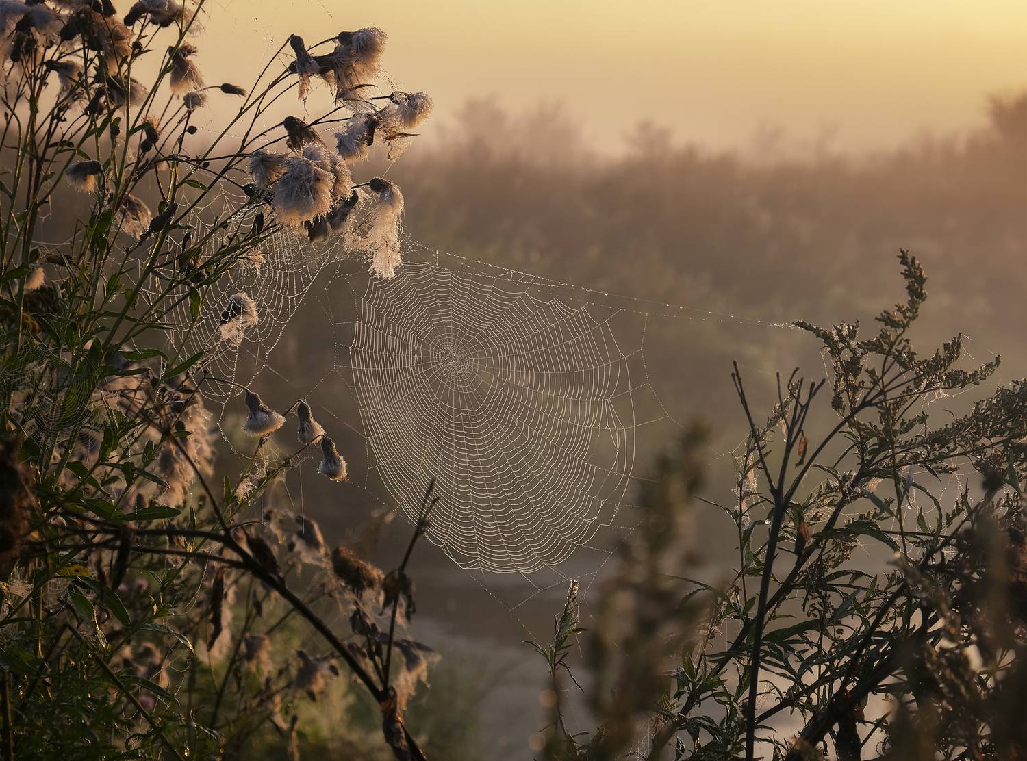 утро,лето,рассвет,паутина,пейзаж,август, Natalia Bolotenkova