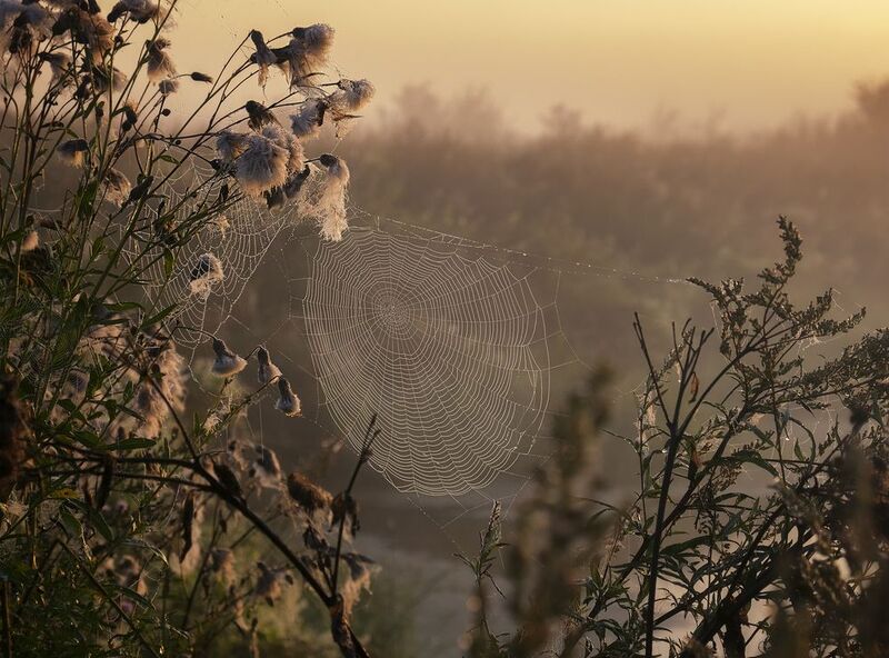 утро,лето,рассвет,паутина,пейзаж,август Нежность фото превью