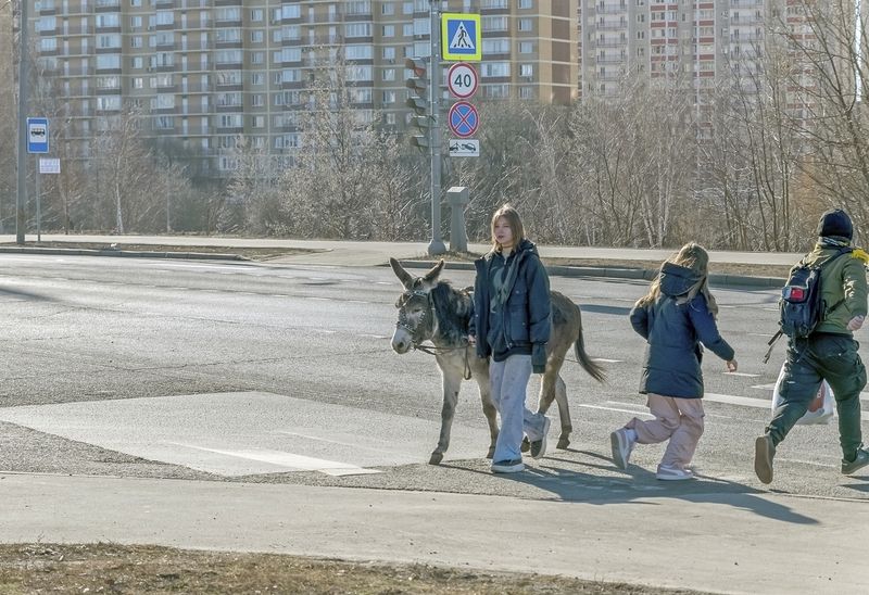 Не тот ли ослик из сказки? фото превью