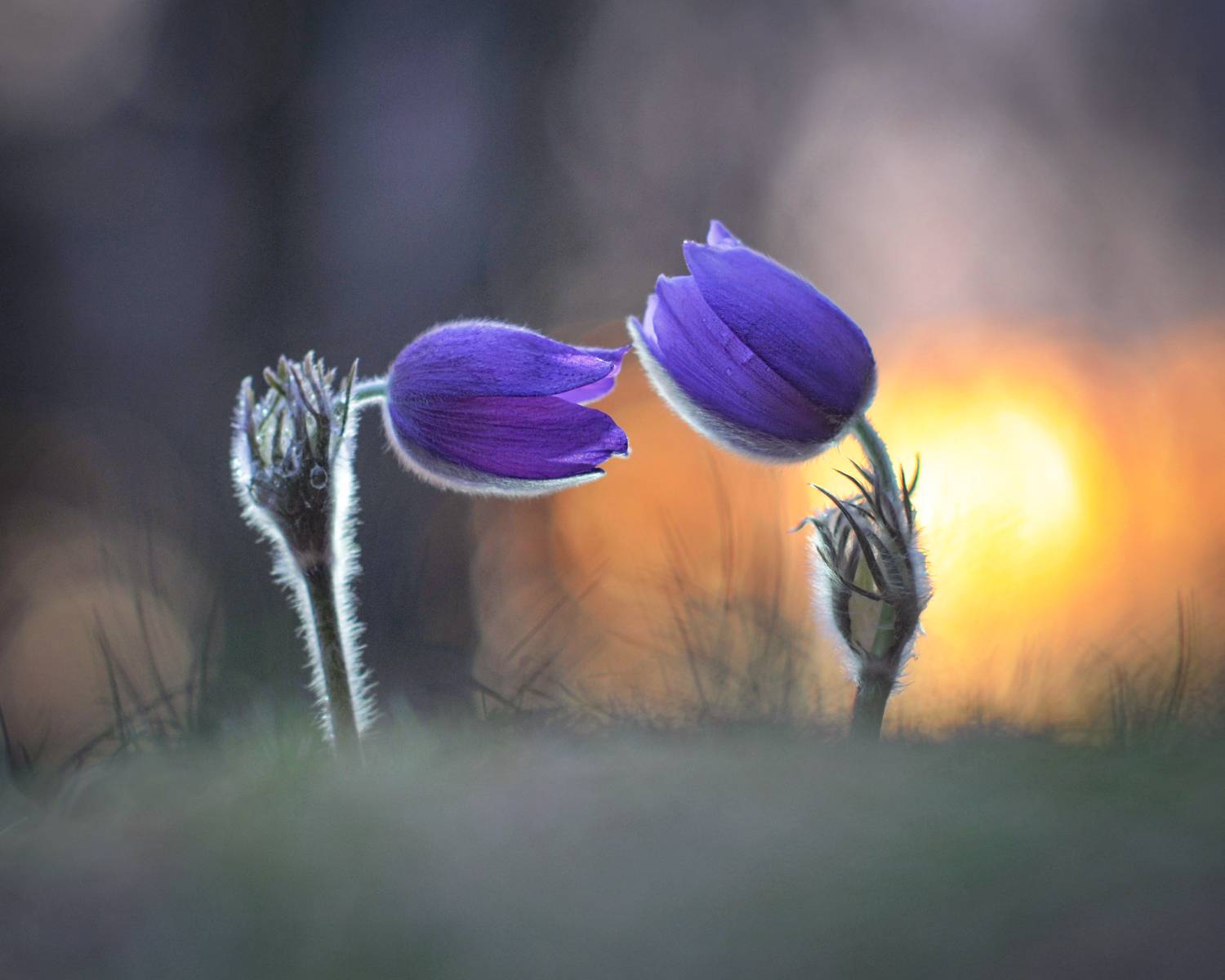 сон-трава, весна, закат, беларусь, Александр Гвоздь