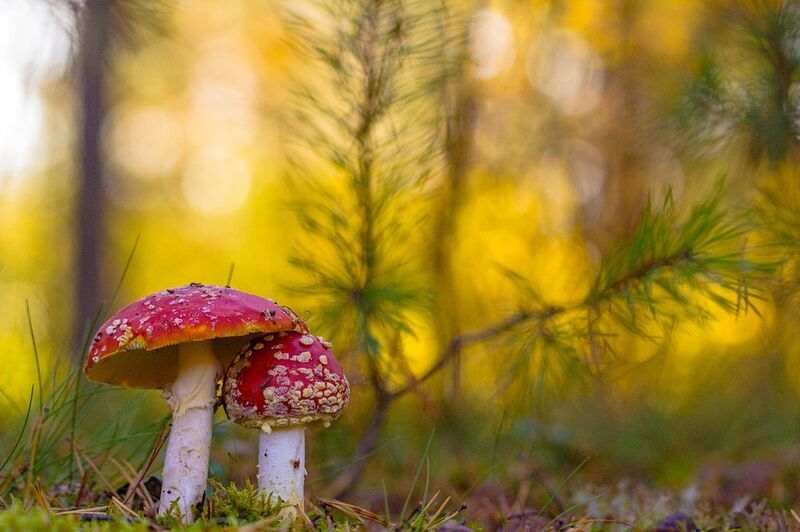 .... фото превью