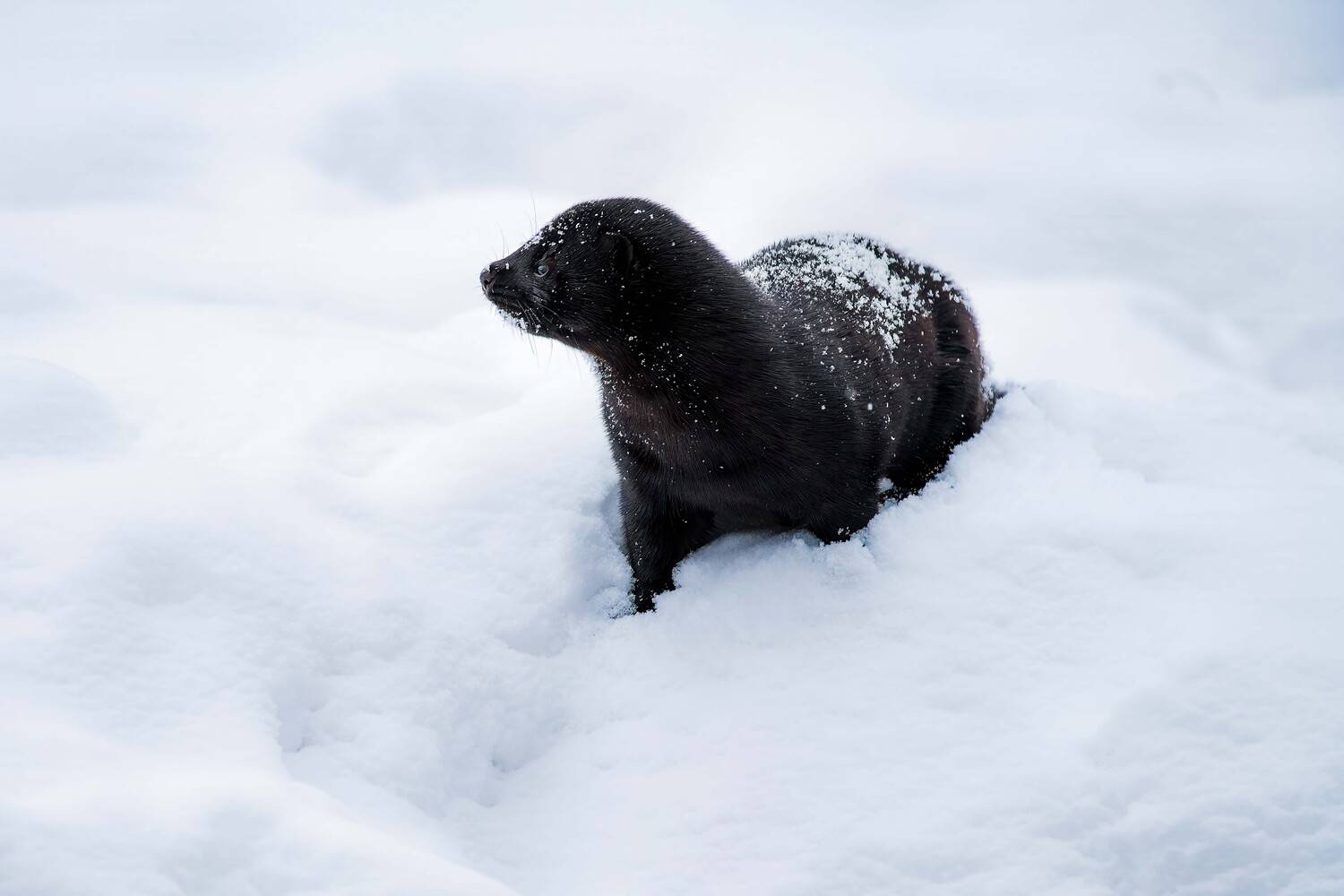 , Павел Ныриков