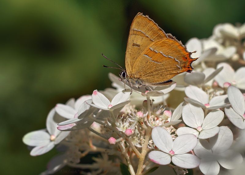 зефир берёзовый, гортензия, бабочка, макро, macro Зефир берёзовый фото превью