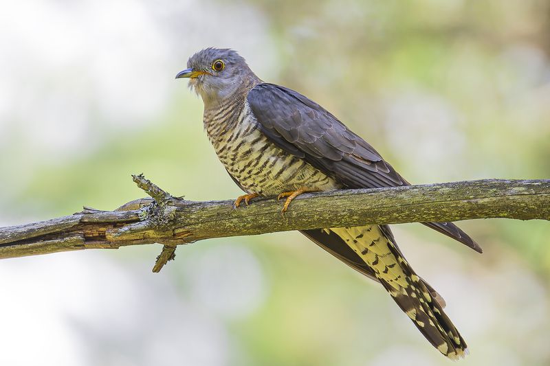 Кукушка фото превью