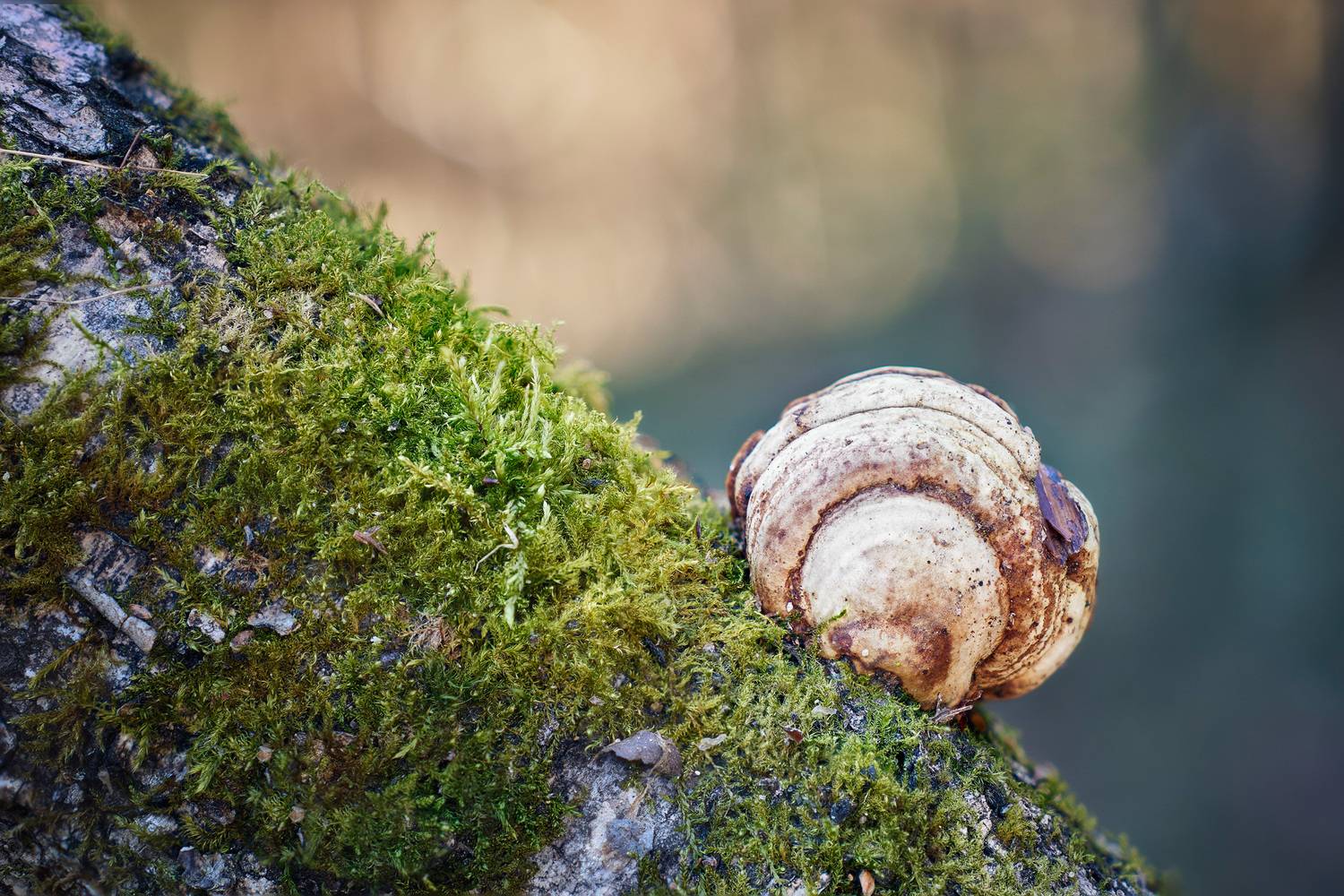 гоиб, лес, Валерий Вождаев