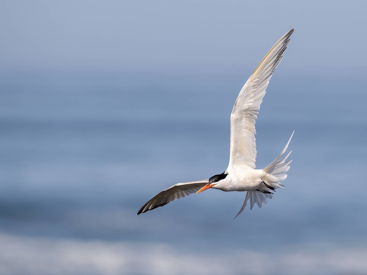 , Fernando Burgalin Sequeira