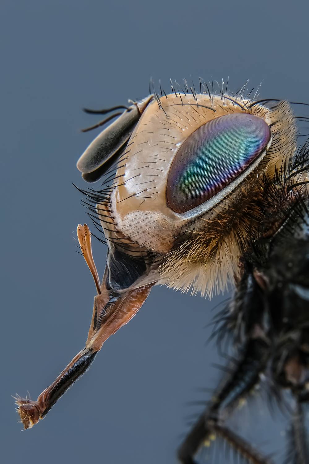 #макросъёмка, #макромир, #макрофото, #макросъемканасекомых, #макро_насекомые, #мирнасекомых, #насекомые, #жуки, #бабочки, #энтомология, #природа, #фауна, #красотаприроды, #фото_насекомых, #фотоприроды, #природавокруг, #увеличение, #ультрамакро, #интересны, Васильев Роман