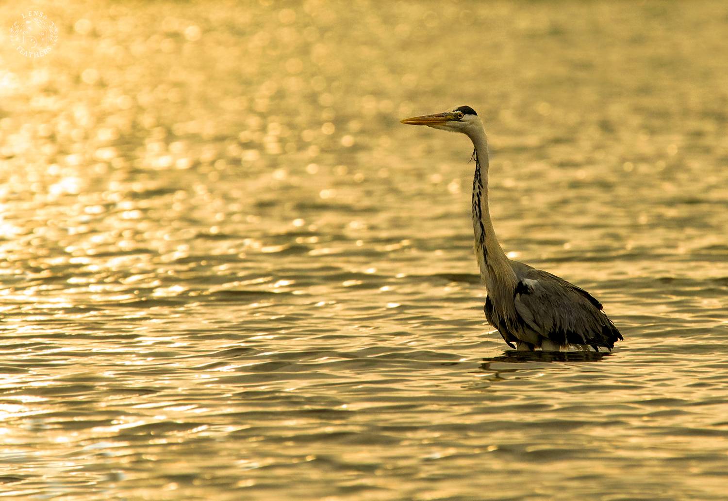 , Евгени Стефанов