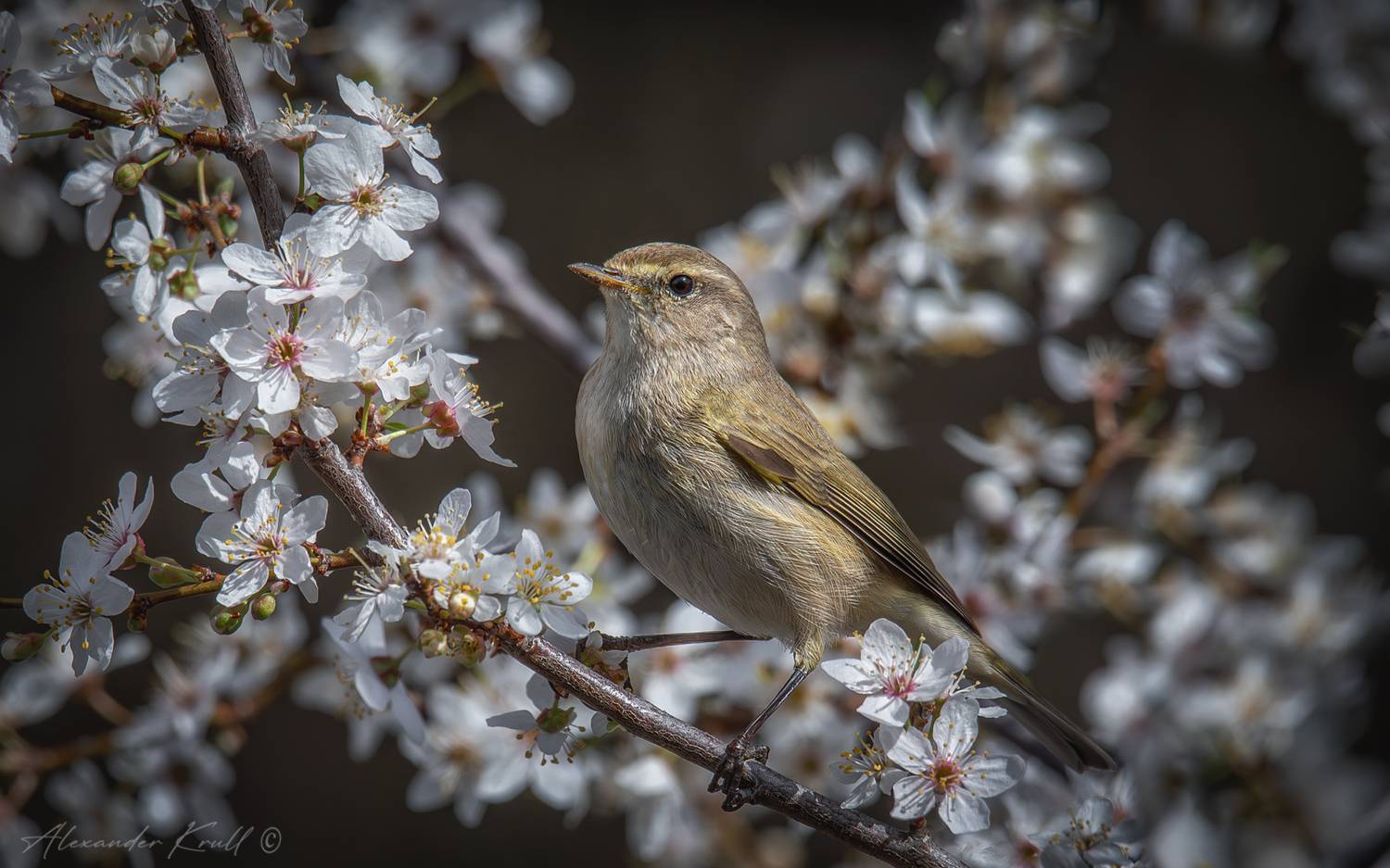 пеночка, теньковка, пеночка-теньковка, phylloscopus collybita, Круль Александр