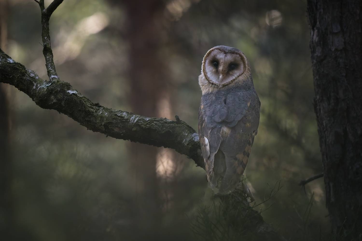 Sova p&aacute;len&aacute; (Tyto alba) , Jirka Haidl