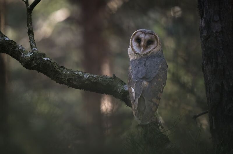 Sova pálená (Tyto alba)  Sova pálená (Tyto alba)  фото превью