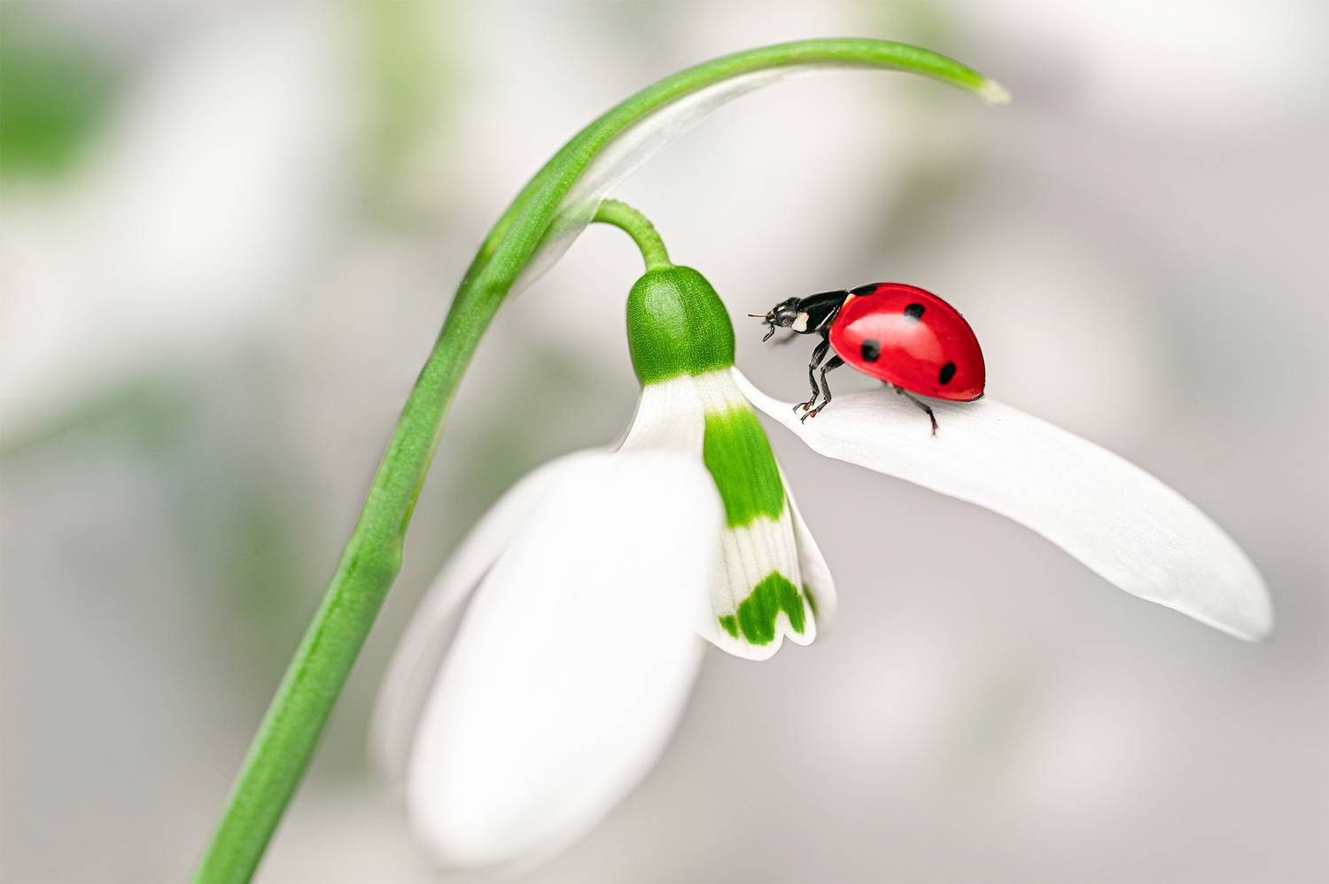 ceclii, macro, Ganev Tsvetan