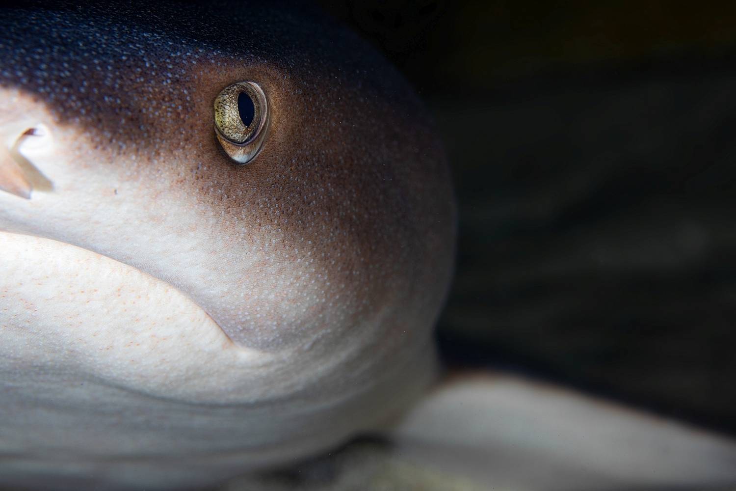 , Андрей Нарчук