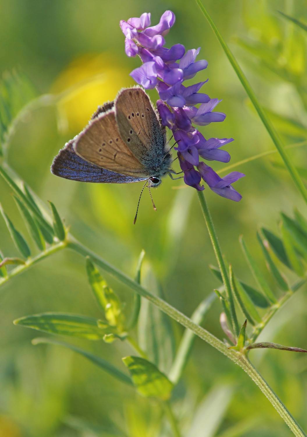 , Чепленко Алексей
