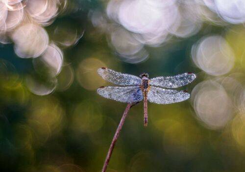 Утренний сон стрекозы