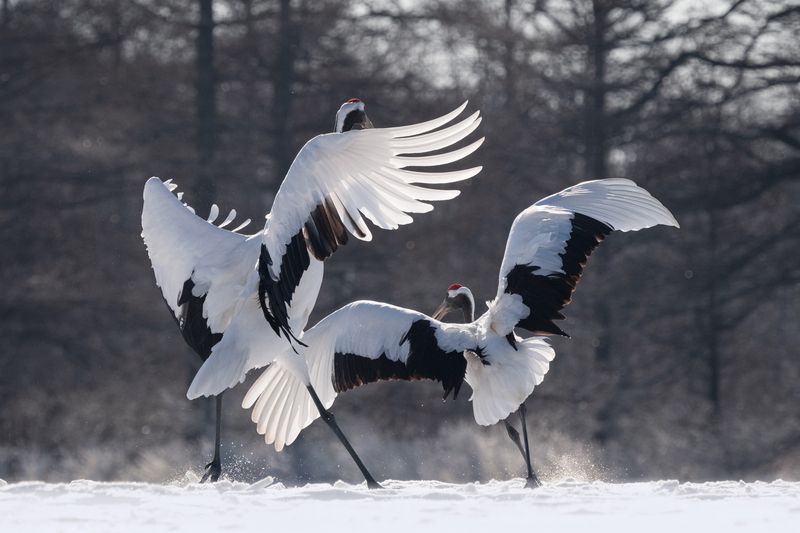 winter ballet, red-crowned cranes, hokkaido, nature photography, birdwatching, wildlife travel, snowy landscape, cranes of hokkaido, photography tour, world photo travels, nature lovers, bird photography, japan travel, wildlife adventure, frozen beauty, t Winter Ballet фото превью