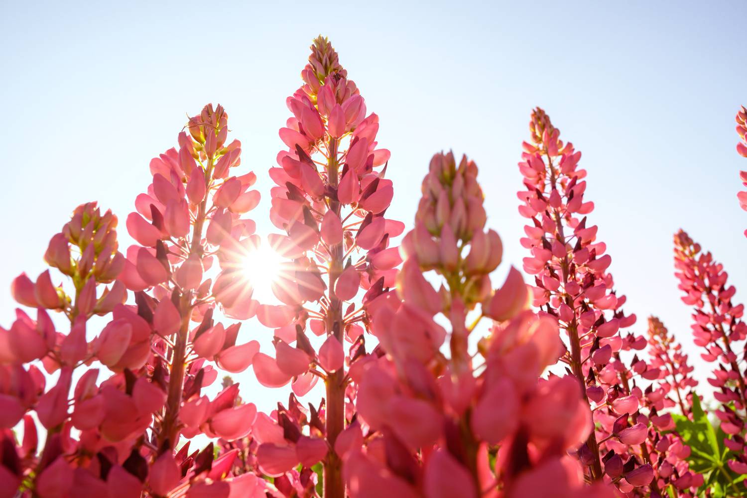 flowers, lupine, meadow, field, nature, beauty, sun, light, seasonal, morning, Андрей Козлов