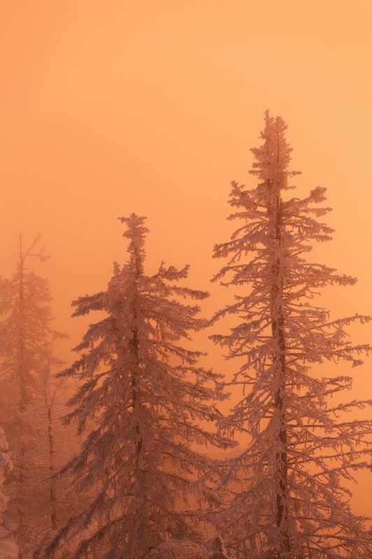 Урал, Южный Урал, Лес, восход Уральский лес фото превью