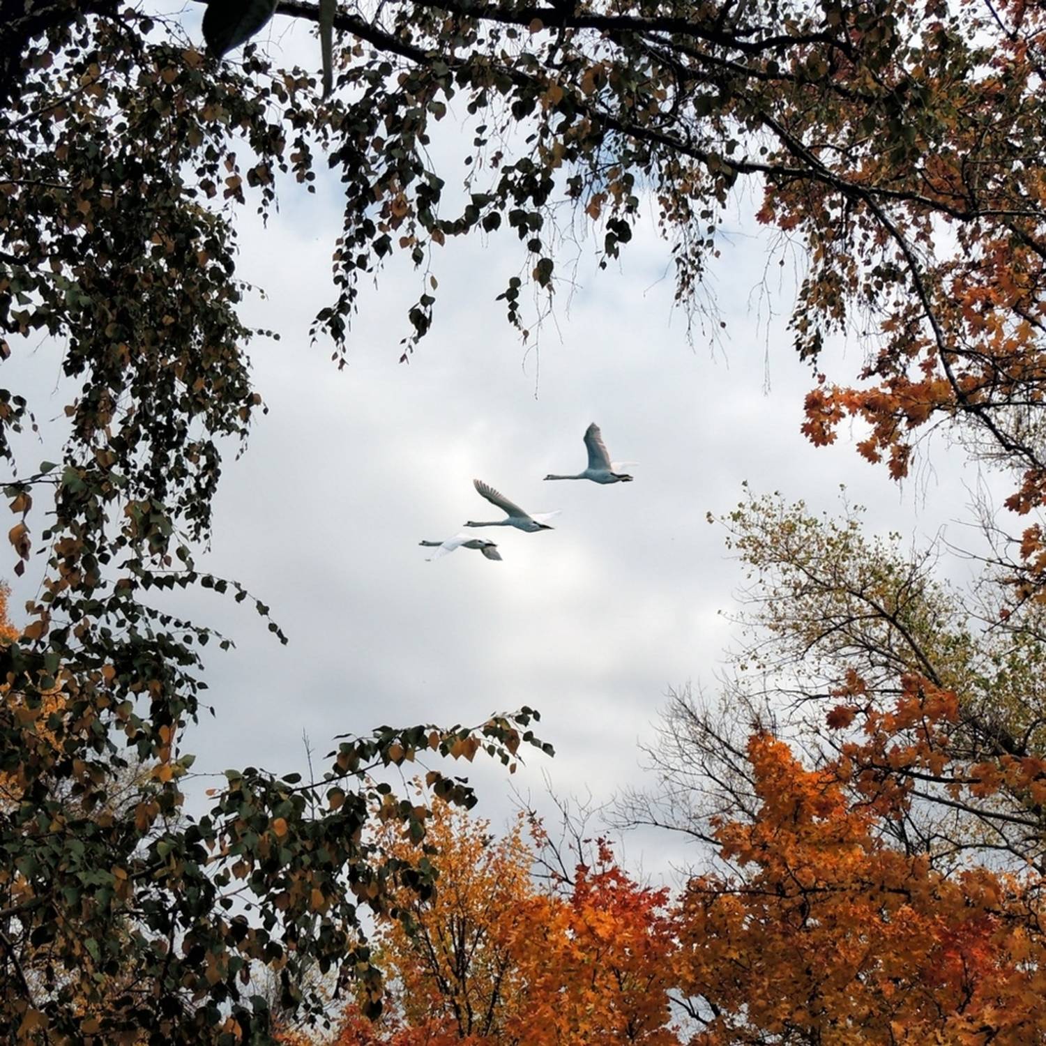 , Савоцкий Роман