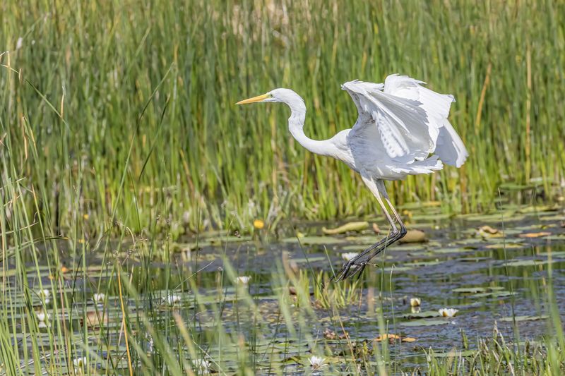 Большая белая цапля фото превью