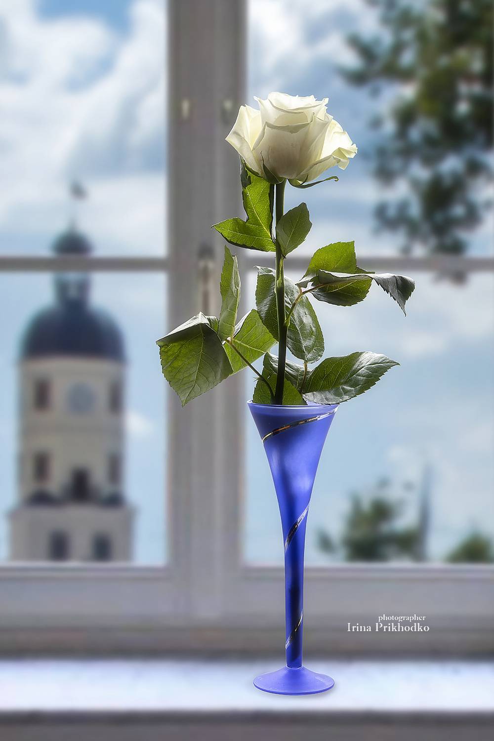 натюрморт, цветы, розы, Приходько Ирина